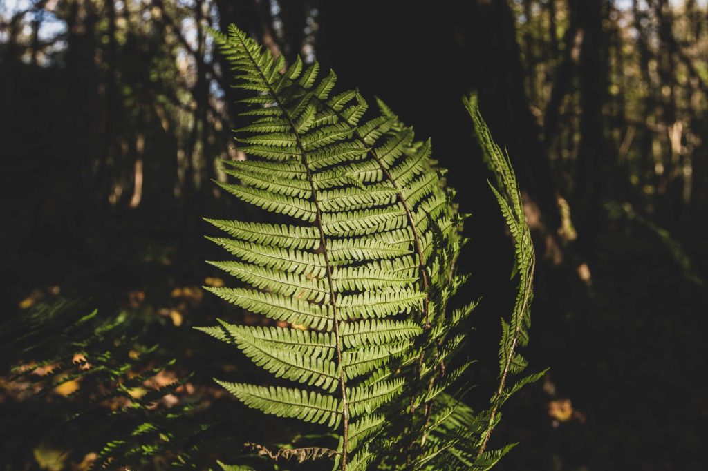 Cave Hill Country Park