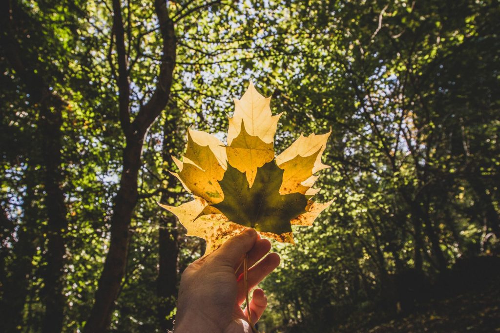 Cave Hill Country Park