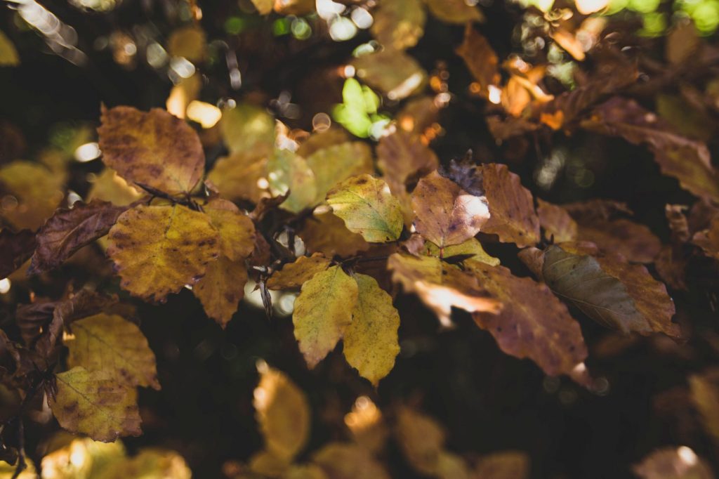 Cave Hill Country Park