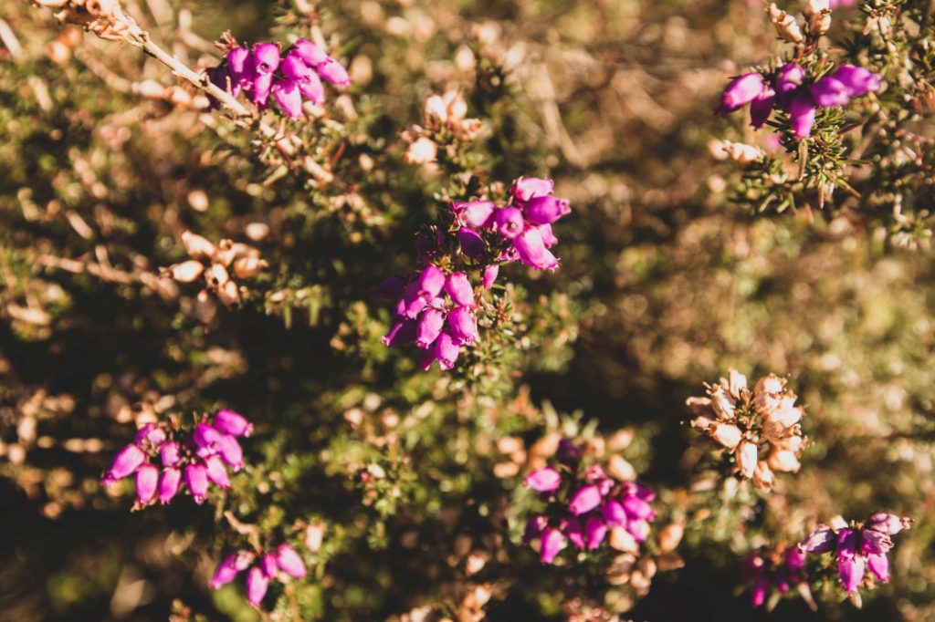 Cave Hill Country Park