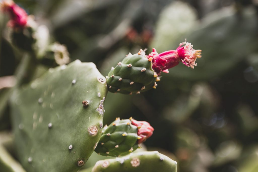 Les cactus martiniquais, l'île aux fleurs