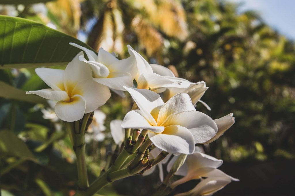 Les frangipaniers en Martinique, l'île aux fleurs