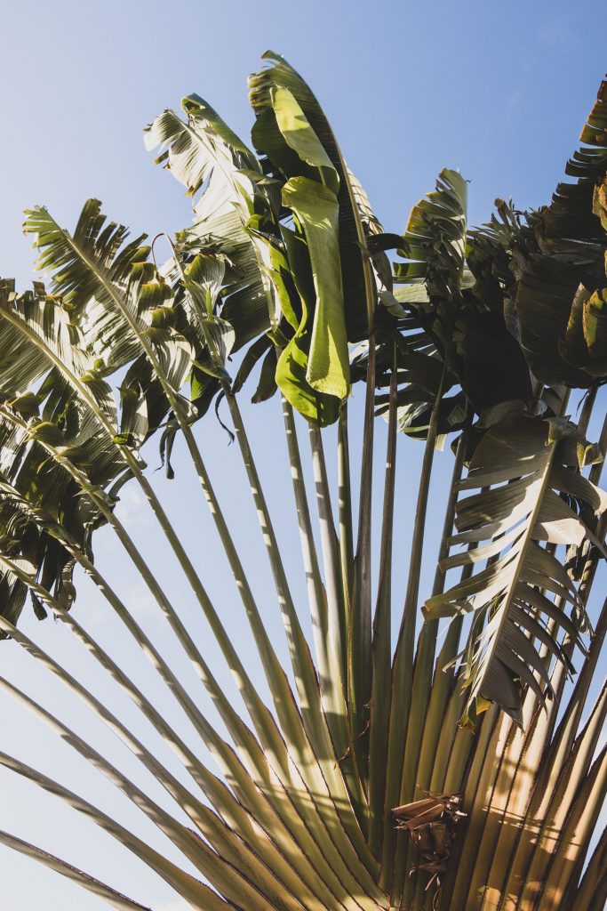 Les palmiers martiniquais, l'île aux fleurs