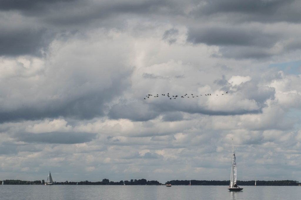 Les oiseaux migrateurs au lac du Der en Champagne