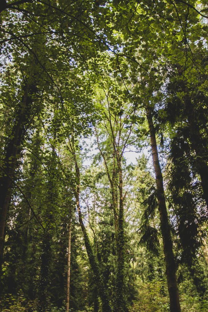 Gosford Forest Park
